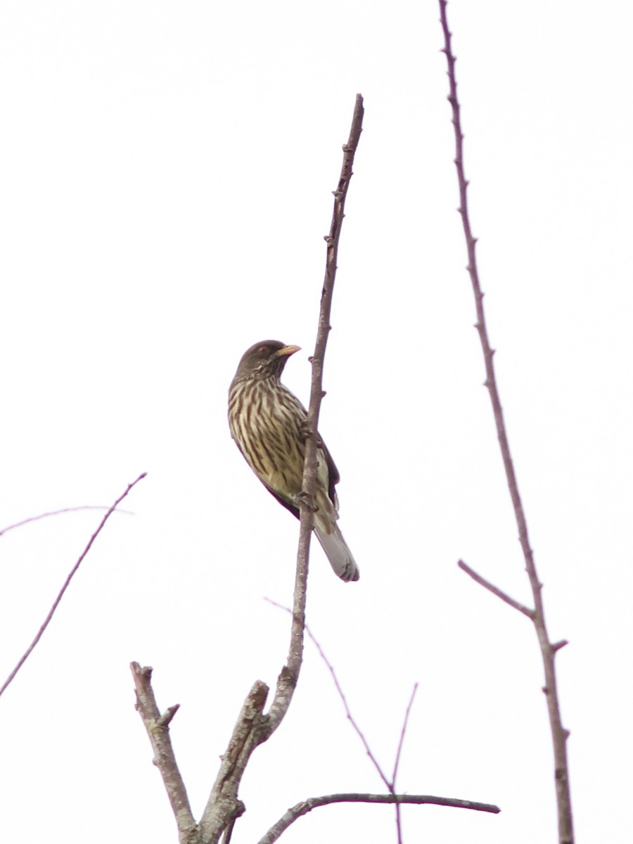 Palmchat - ML645087288