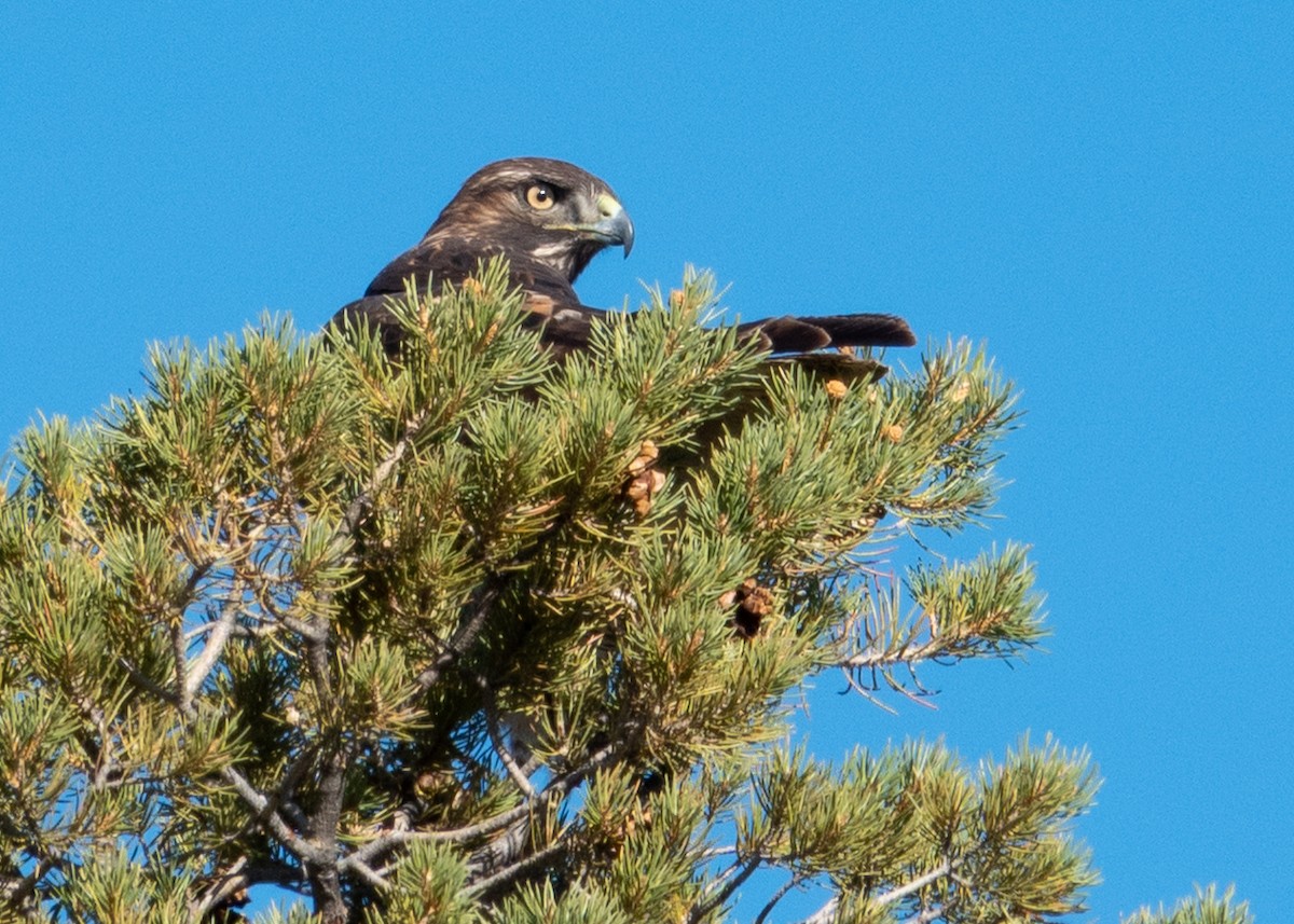 Red-tailed Hawk - ML645087289