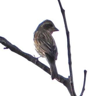 Purple Finch - ML645087297