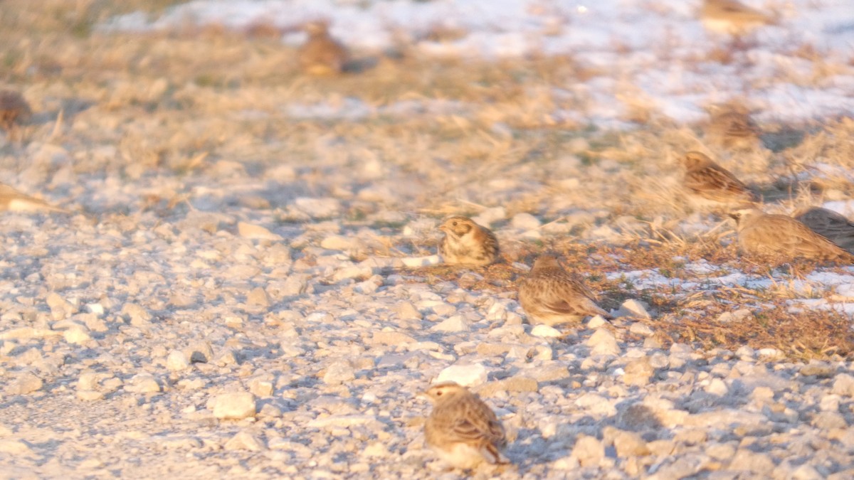 Escribano Lapón - ML645087301