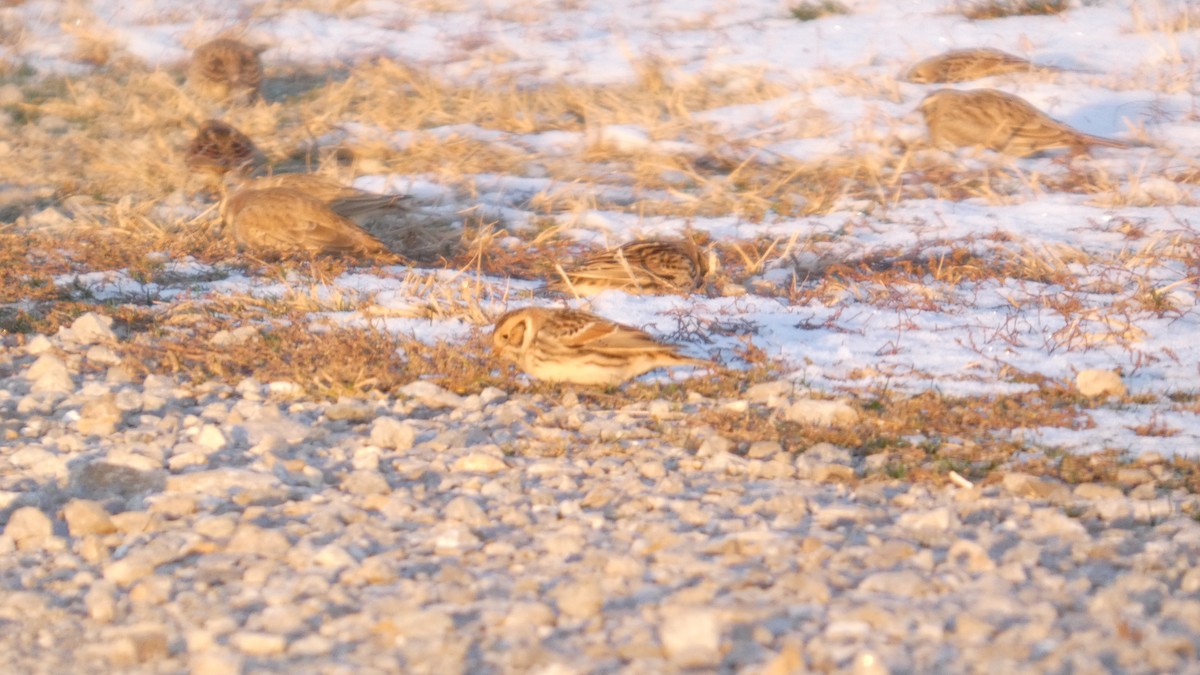 Escribano Lapón - ML645087302