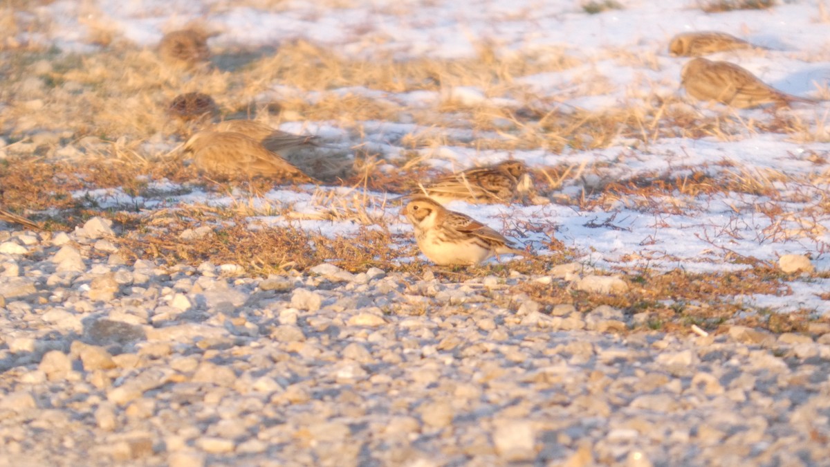 Escribano Lapón - ML645087303