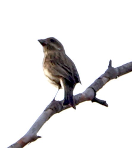 Purple Finch - ML645087305