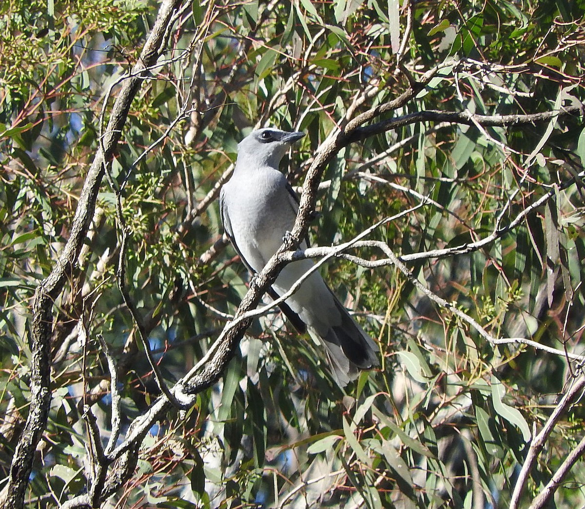 White-bellied Cuckooshrike - ML64508731