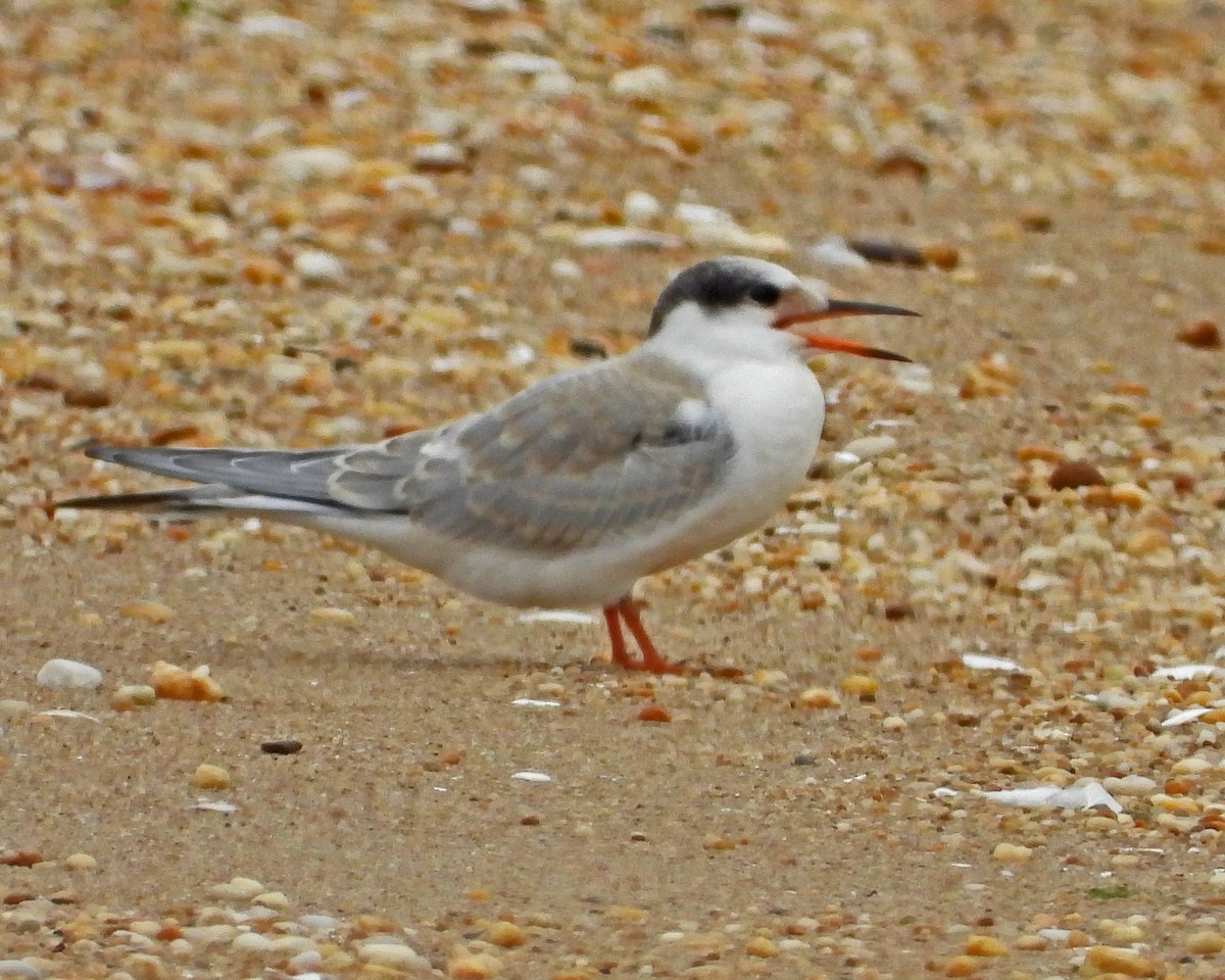 rybák obecný - ML645087312