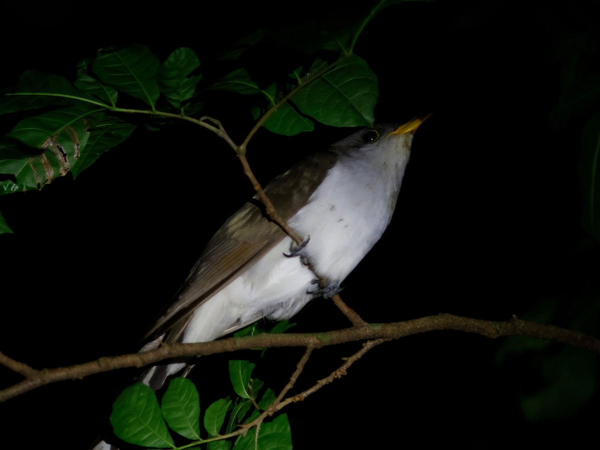 Yellow-billed Cuckoo - ML645087313