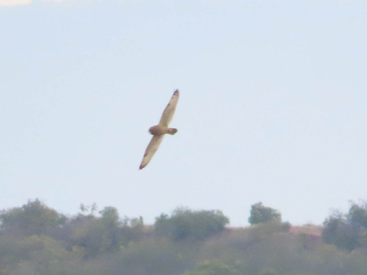 Short-eared Owl - ML645087325
