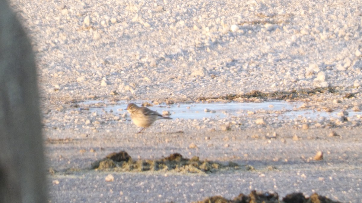 Bisbita Norteamericano - ML645087327