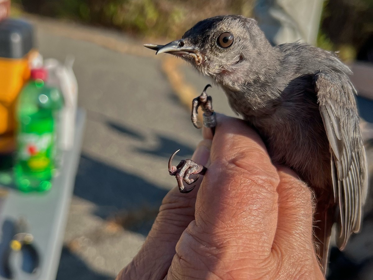 Gray Catbird - ML645087334