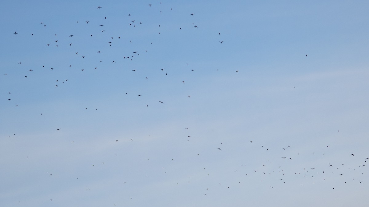 Sargento Alirrojo - ML645087341