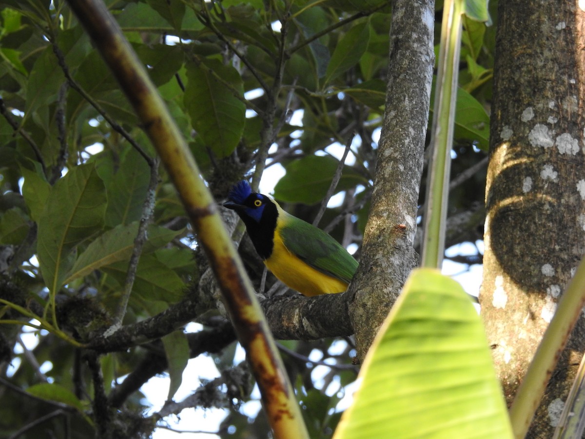 Green Jay (Inca) - ML645087343