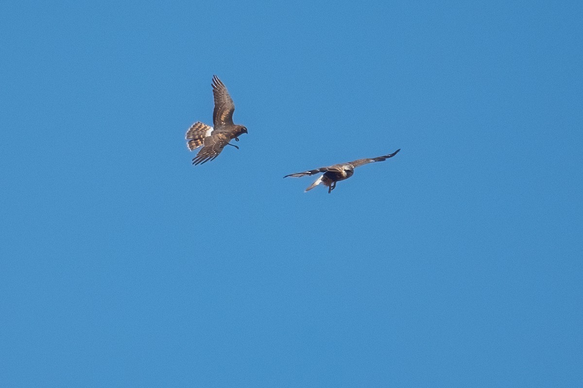 Northern Harrier - ML645087349