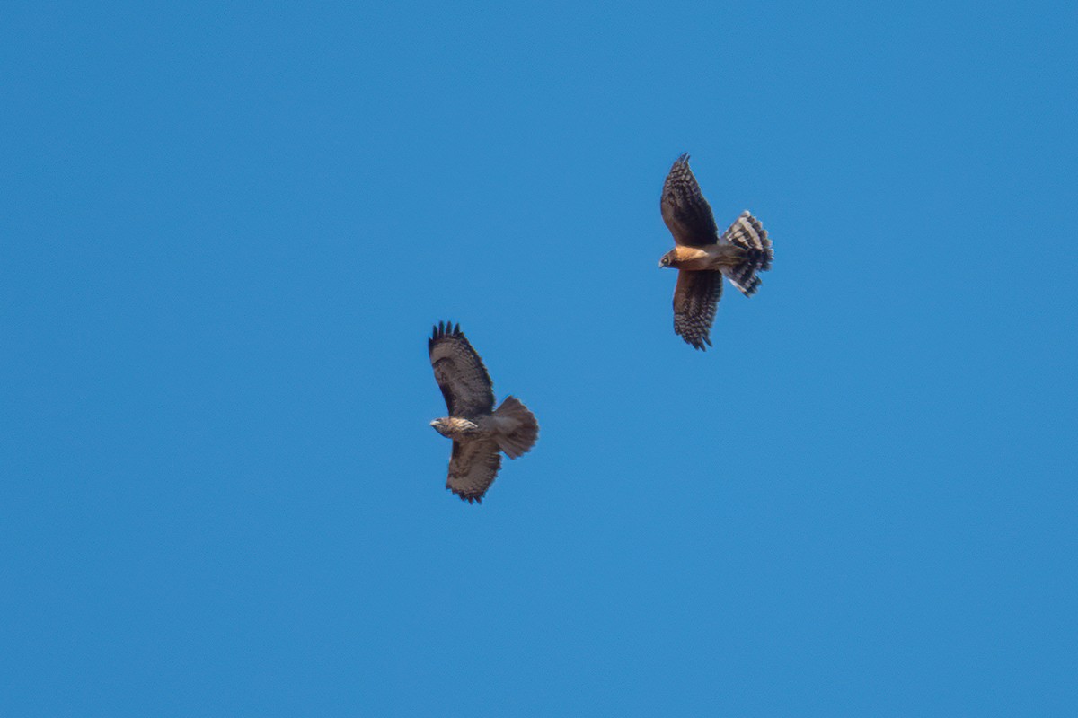 Northern Harrier - ML645087350