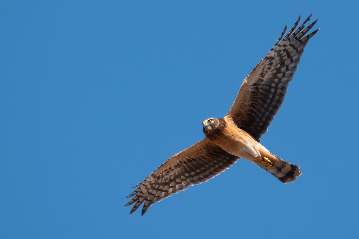 Northern Harrier - ML645087351