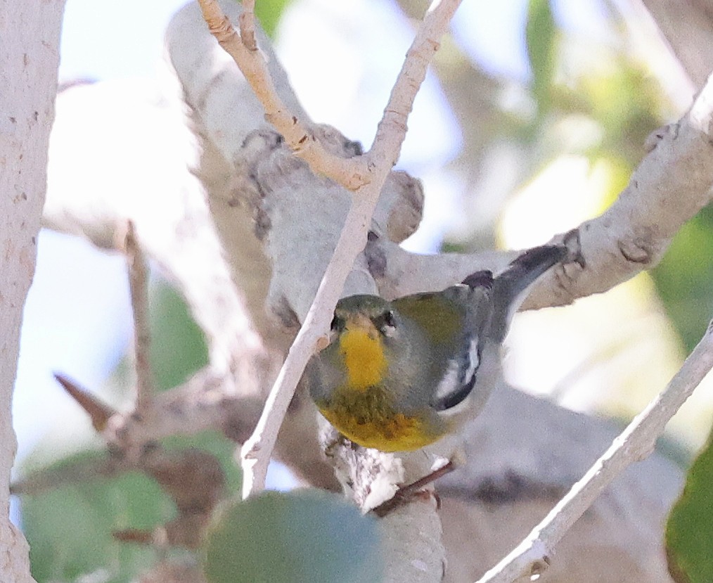 stryparula - ML645087375