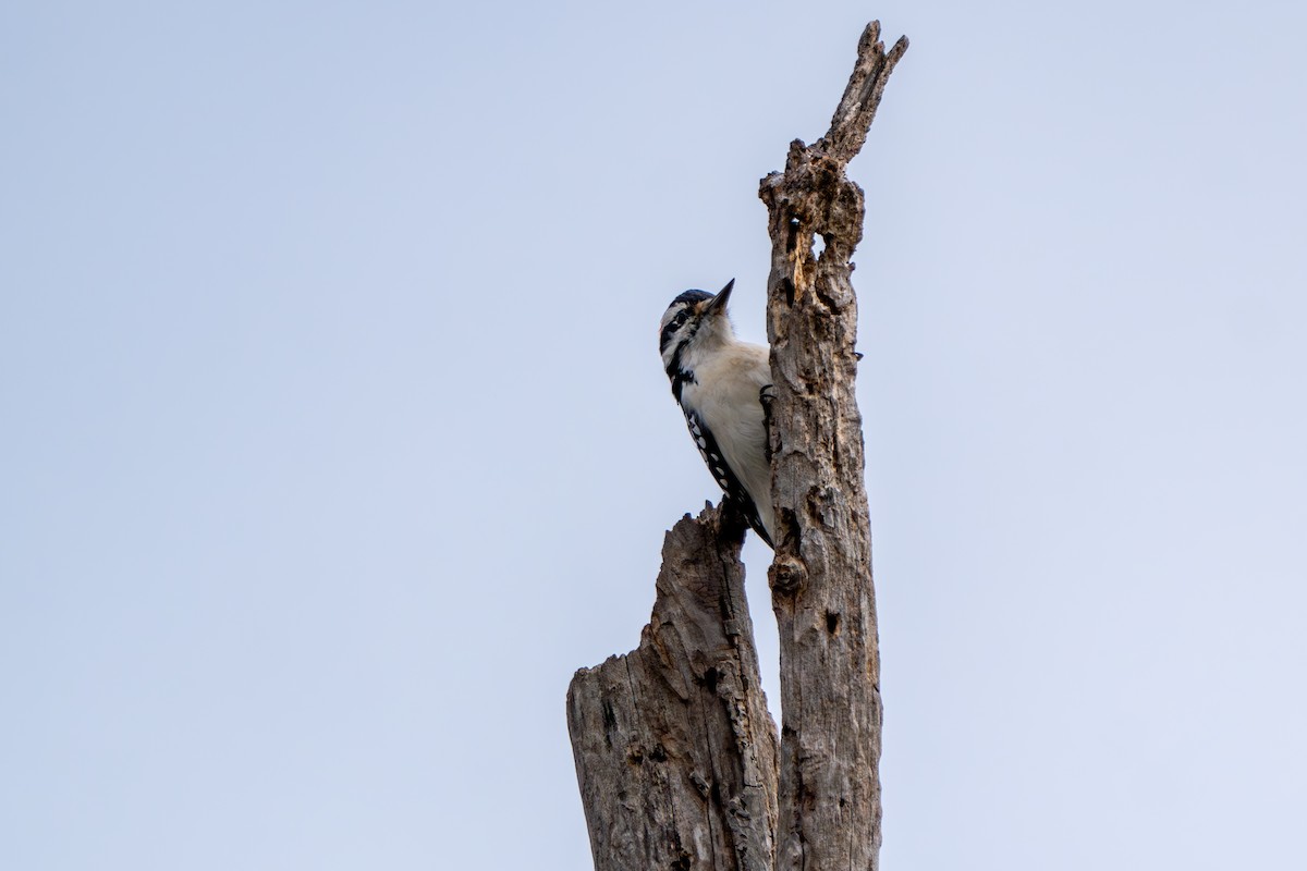 Downy Woodpecker - ML645087376