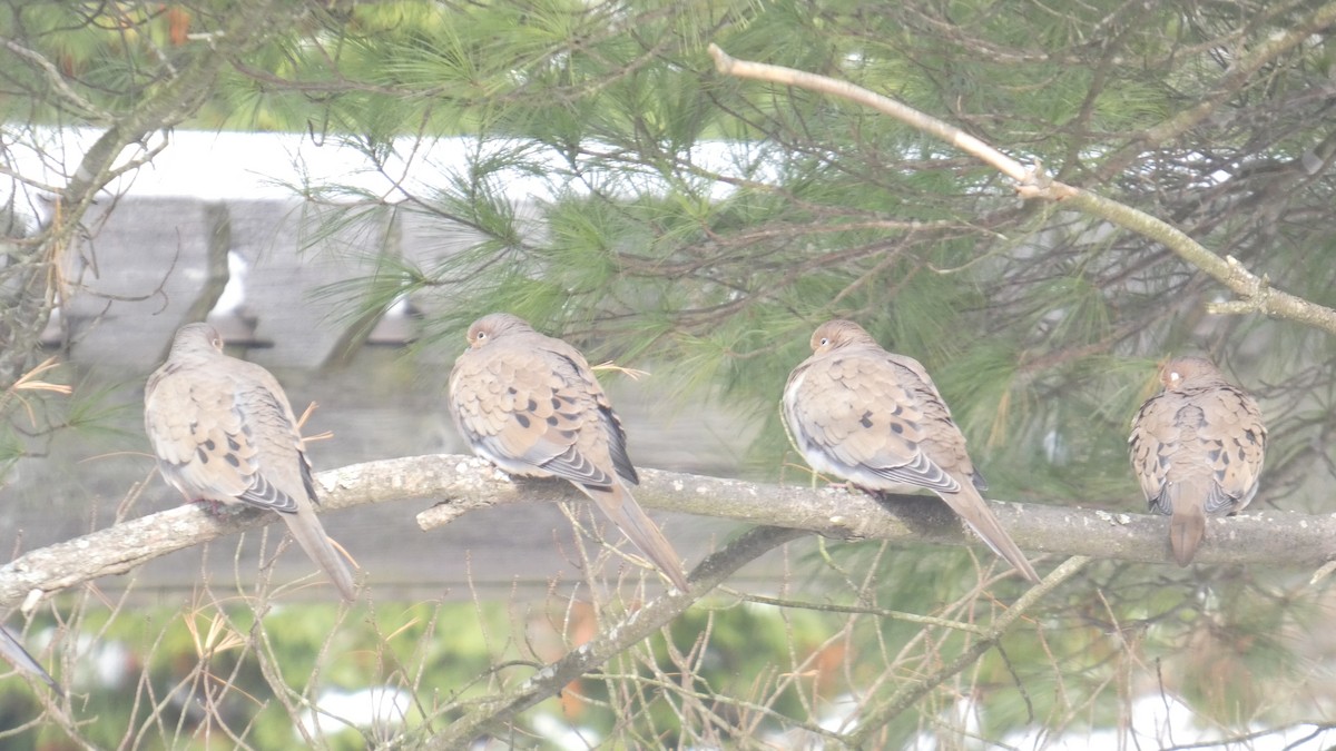 Zenaida Huilota - ML645087387