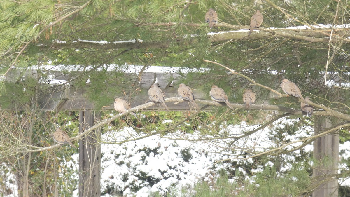 Zenaida Huilota - ML645087388