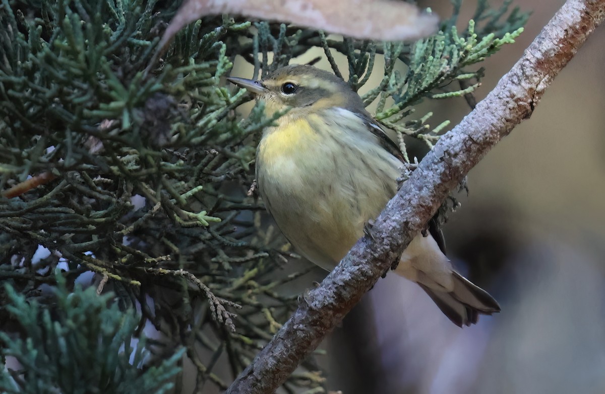 hemlokkparula - ML645087399