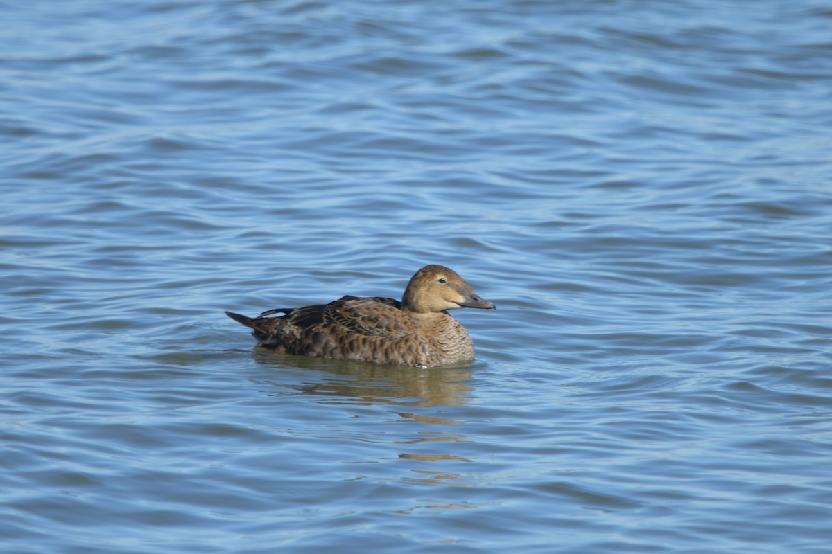 King Eider - ML645087438