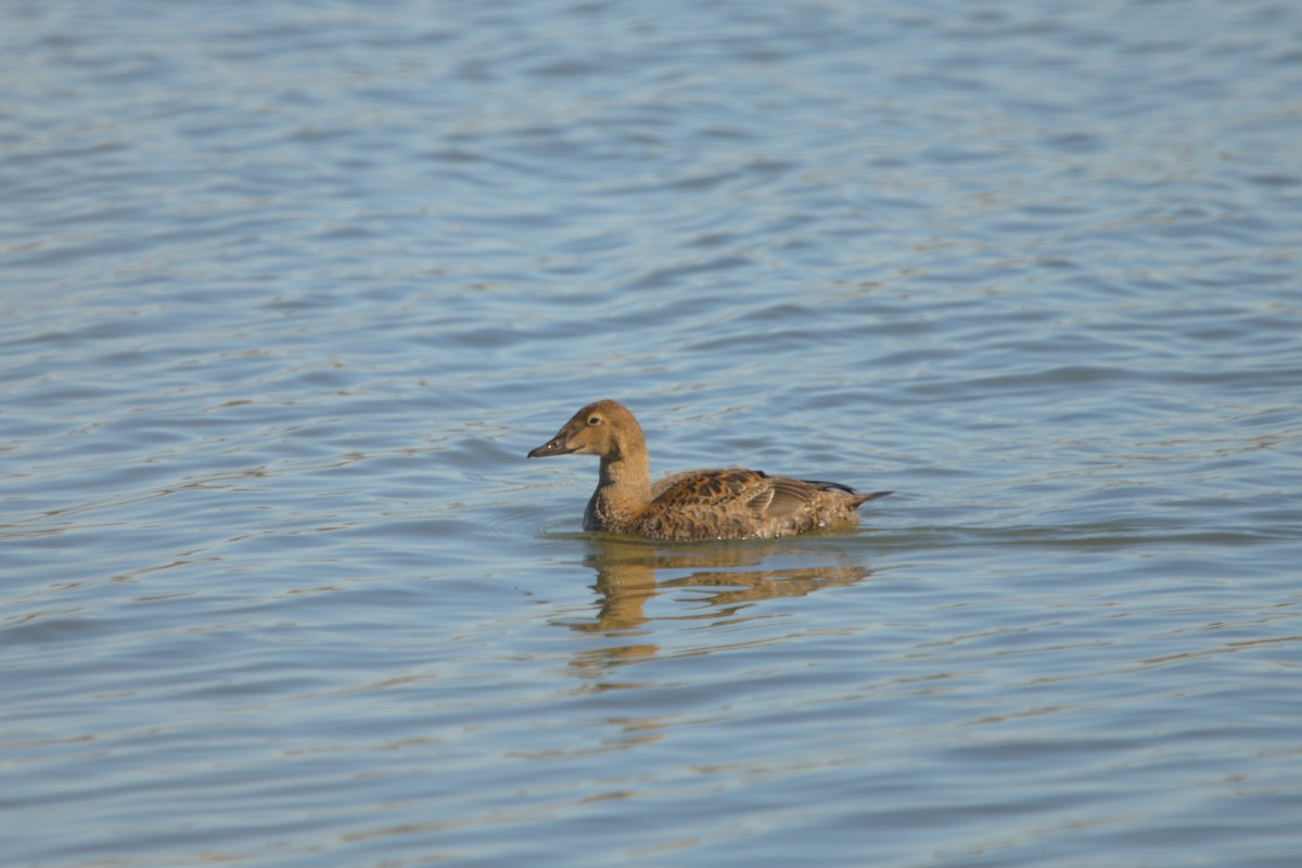 King Eider - ML645087439