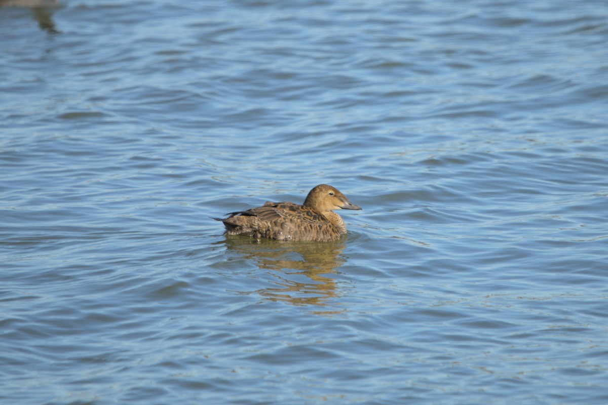 King Eider - ML645087440
