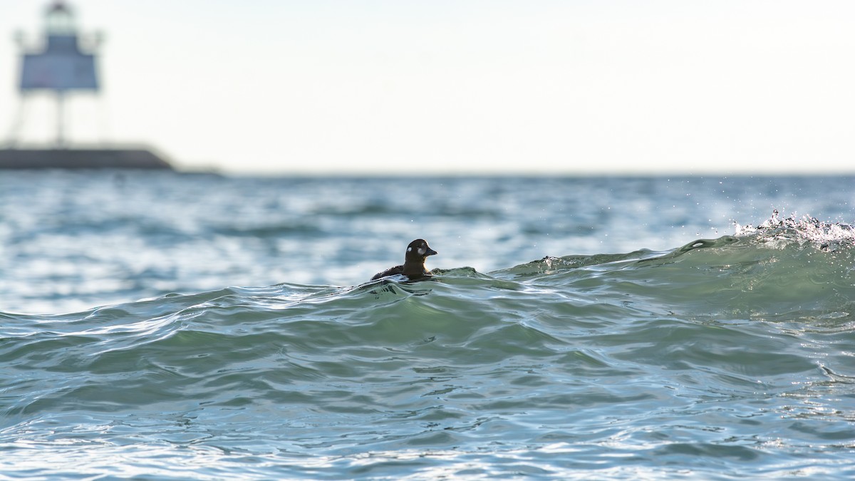 Ahate arlekina - ML645087472