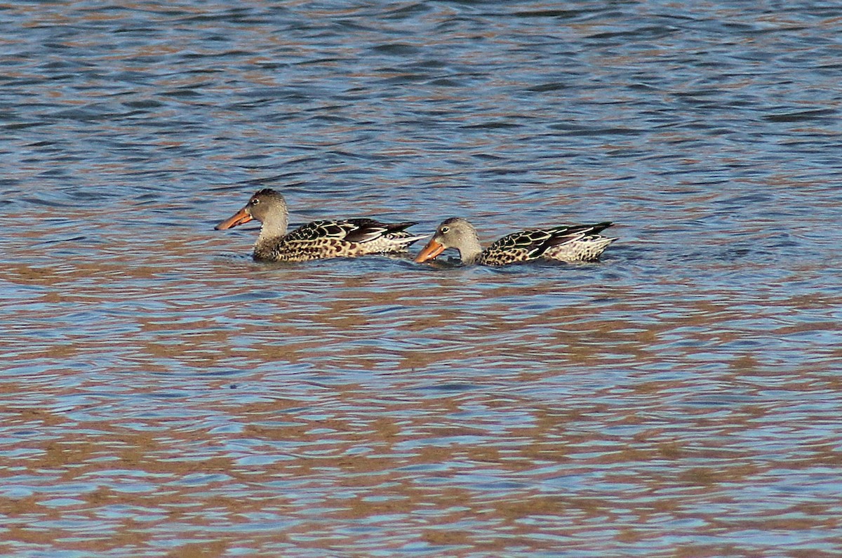 Mestolone - ML645087473