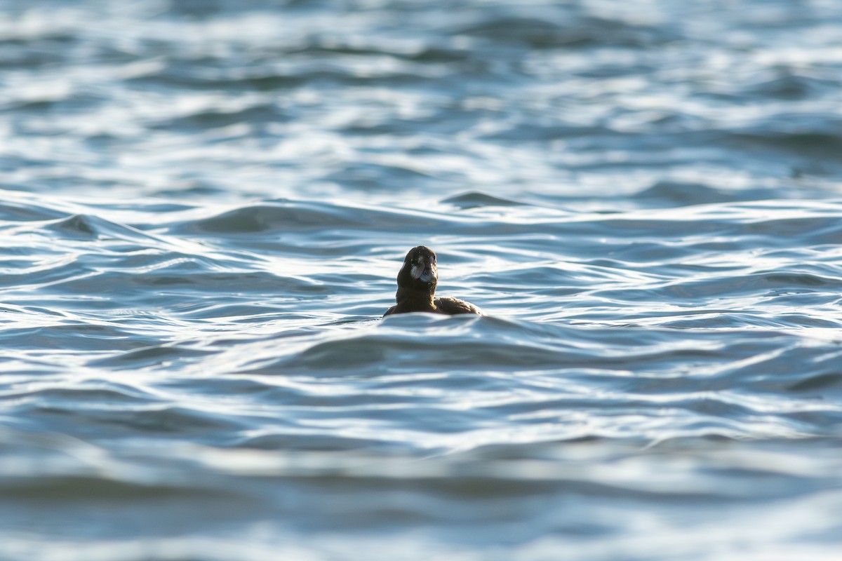 Ahate arlekina - ML645087474