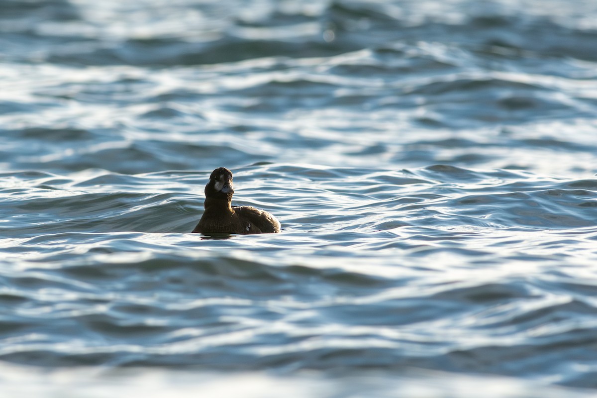 Ahate arlekina - ML645087476