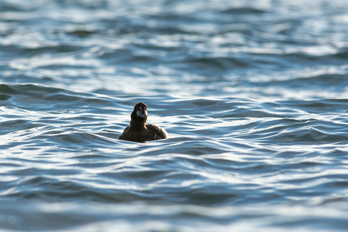 Ahate arlekina - ML645087477