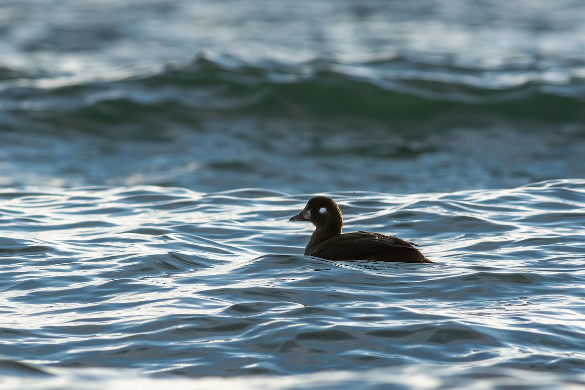 Ahate arlekina - ML645087478