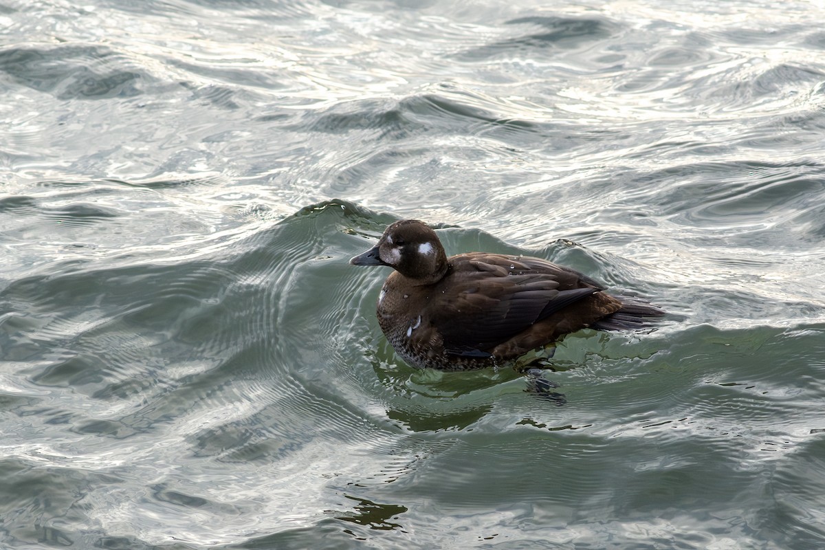 Ahate arlekina - ML645087482