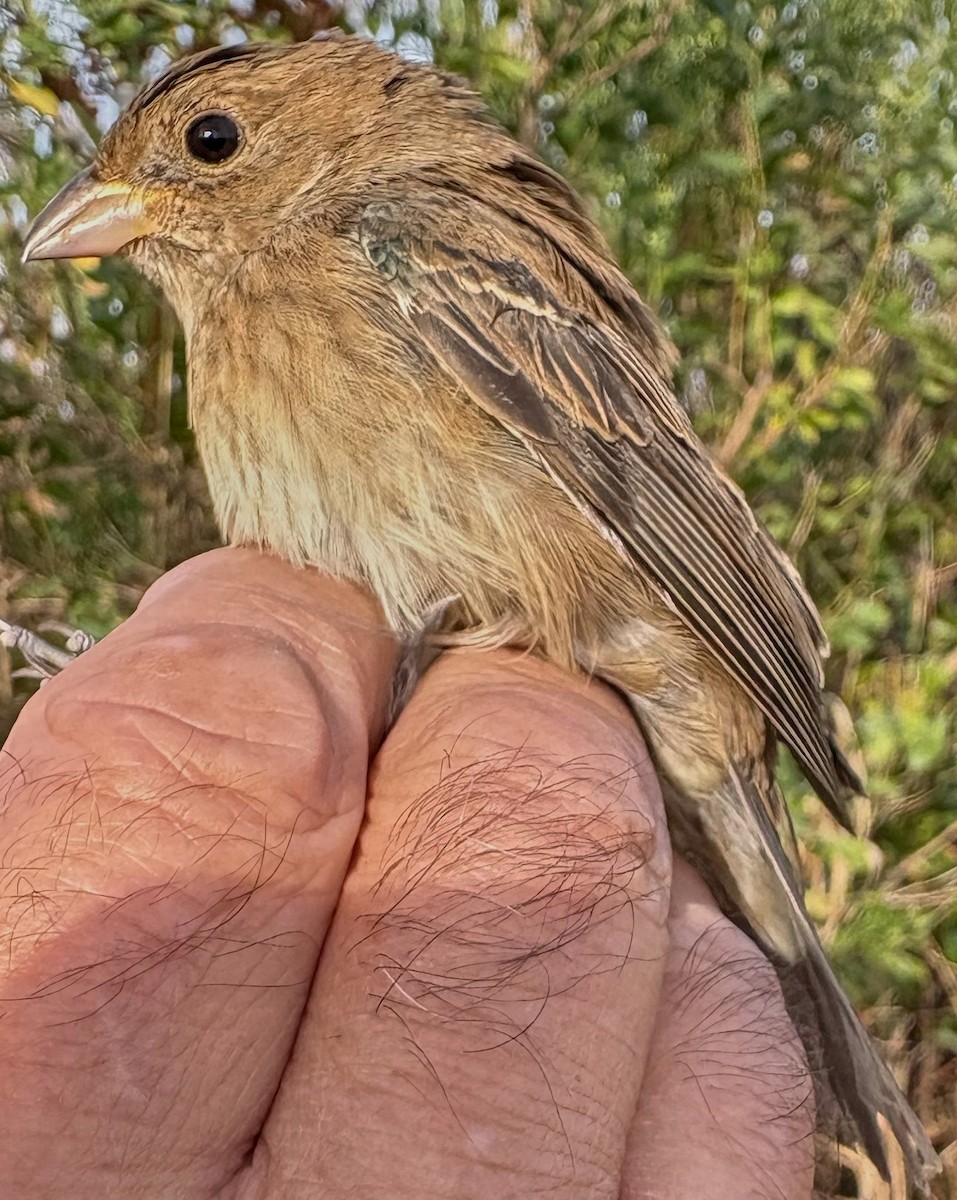 Passerin indigo - ML645087501