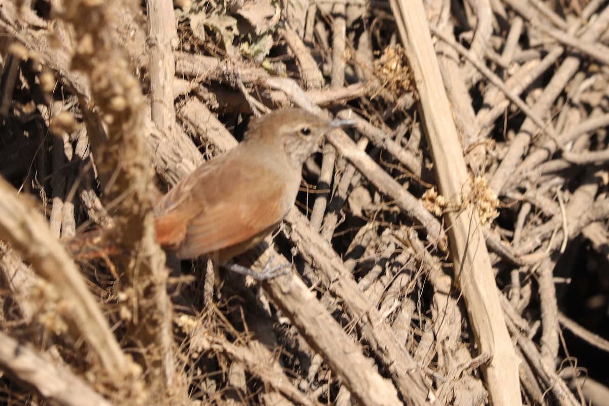 Canyon Canastero - ML645087506