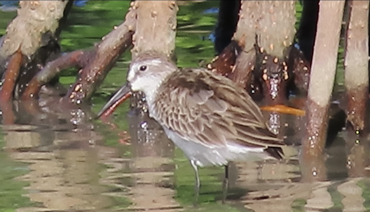 Western Sandpiper - ML645087507
