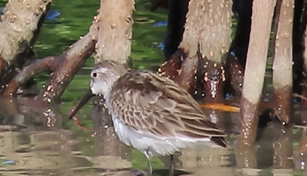 Western Sandpiper - ML645087509
