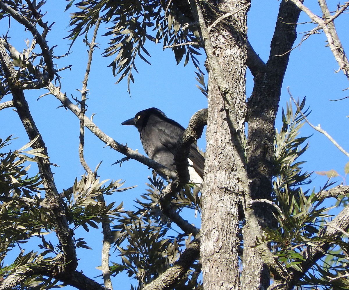 Pied Currawong - ML64508751