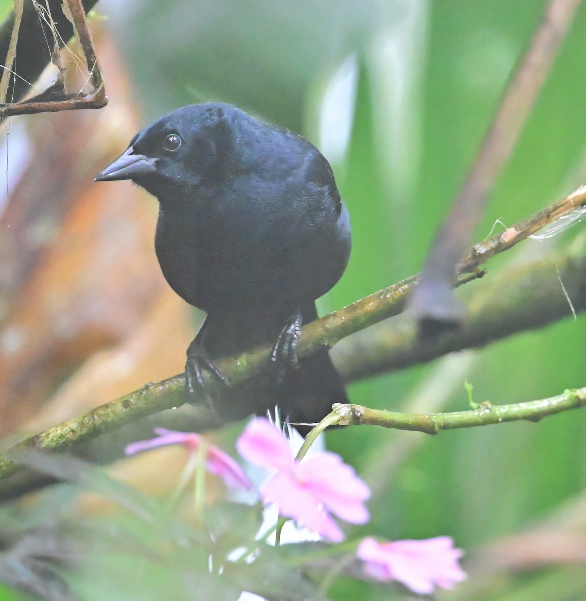 Scrub Blackbird - ML645087515