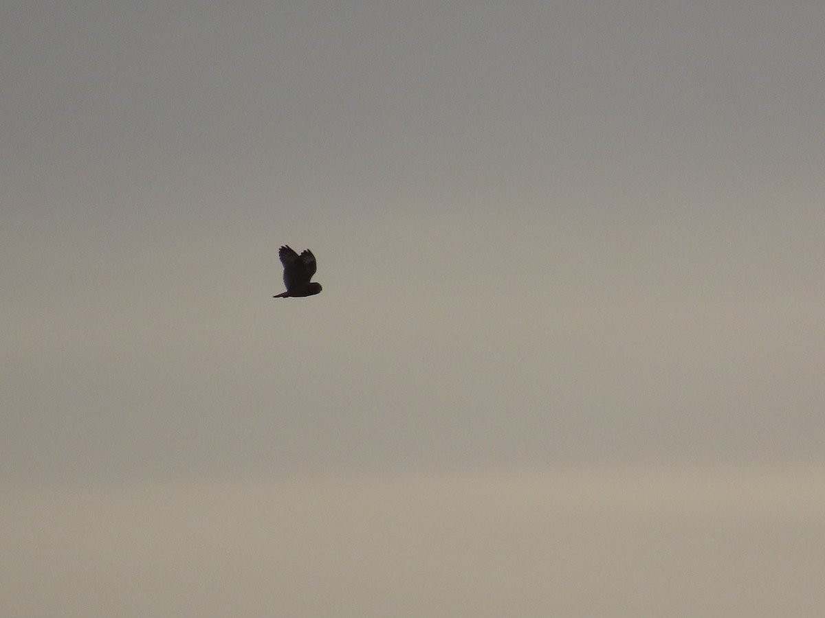 Short-eared Owl - ML645087521