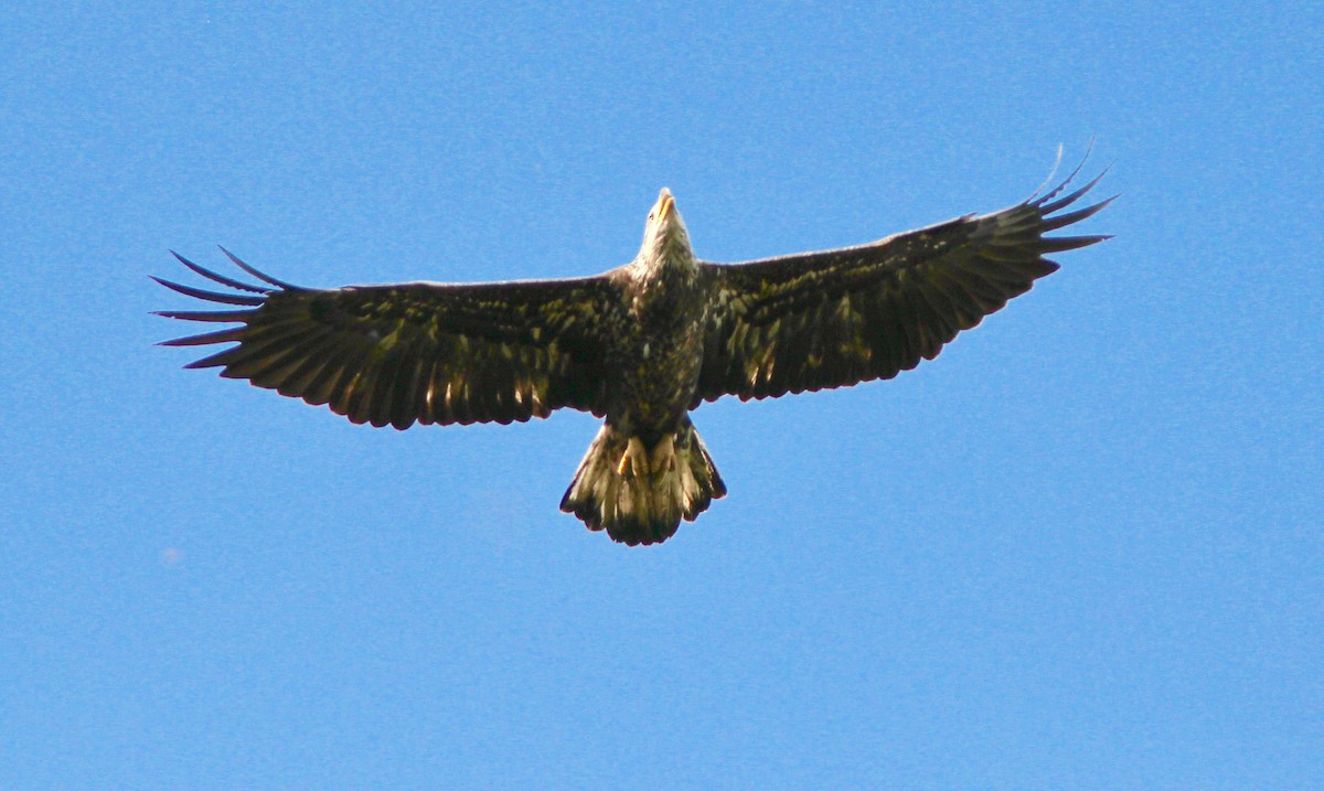 Bald Eagle - ML645087527