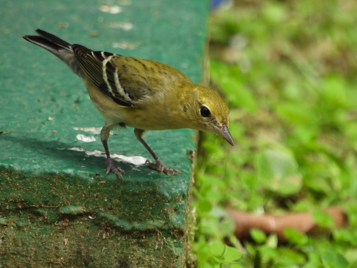 Пісняр-лісовик каштановий - ML645087573