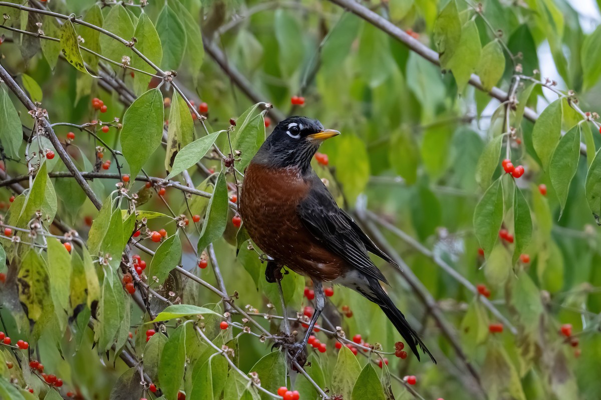 vandretrost - ML645087575