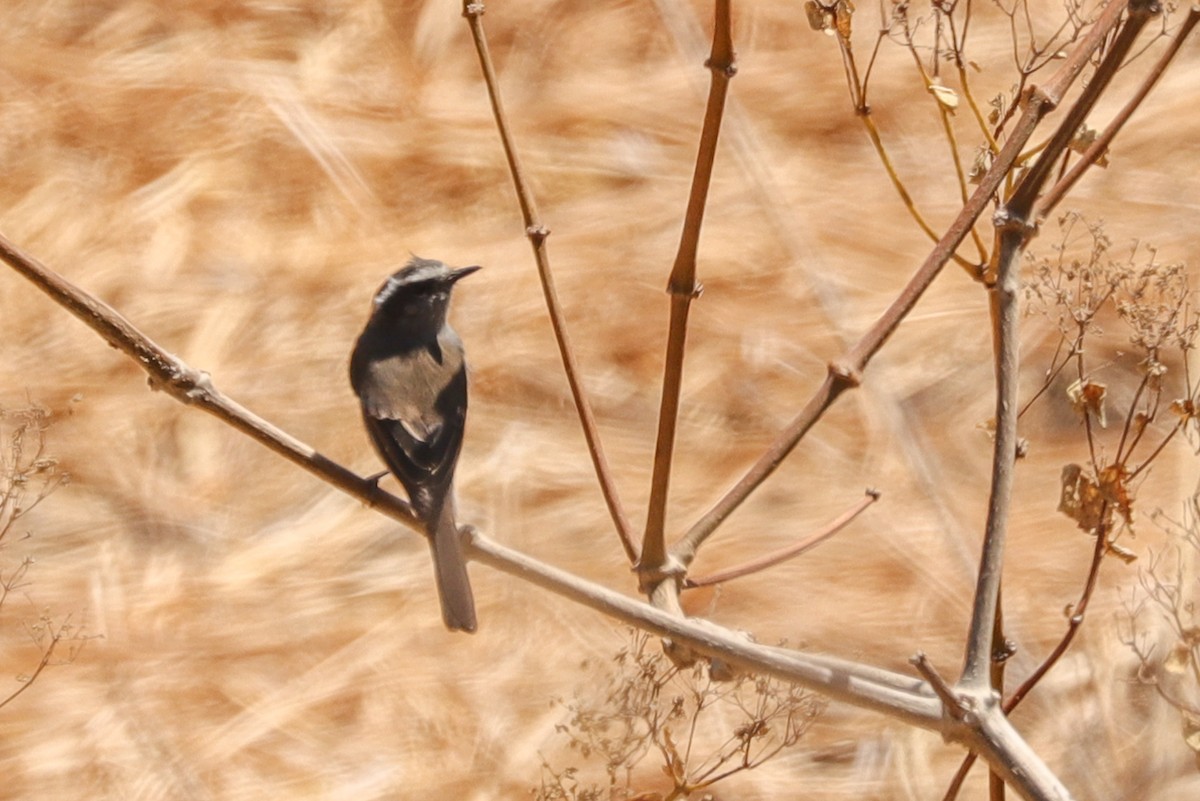 White-browed Chat-Tyrant - ML645087598