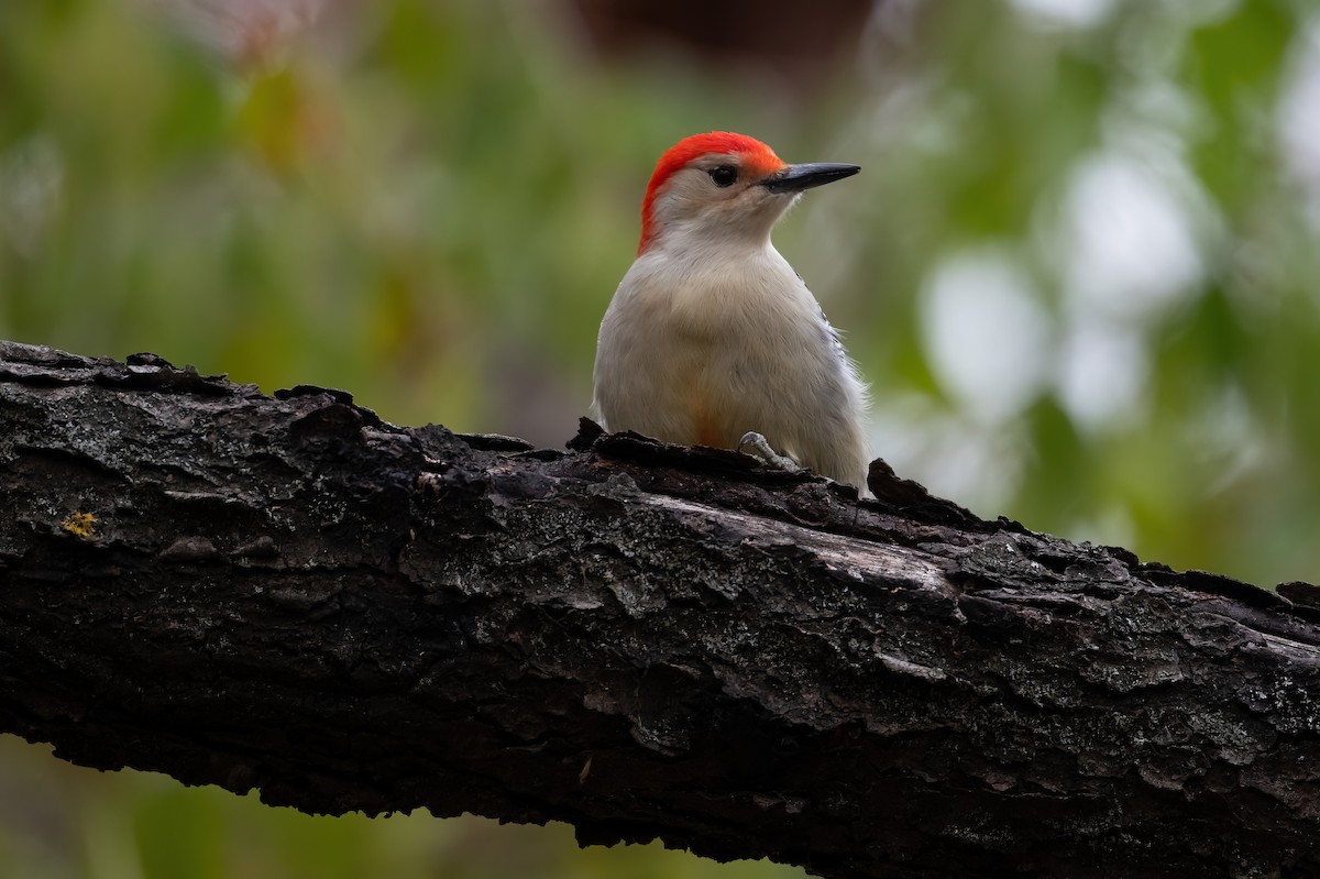 Red-bellied Woodpecker - ML645087599