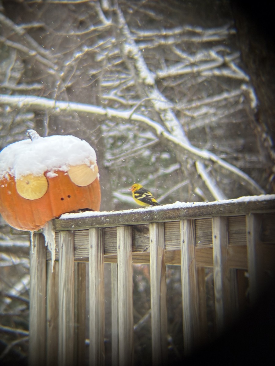 Western Tanager - ML645087603