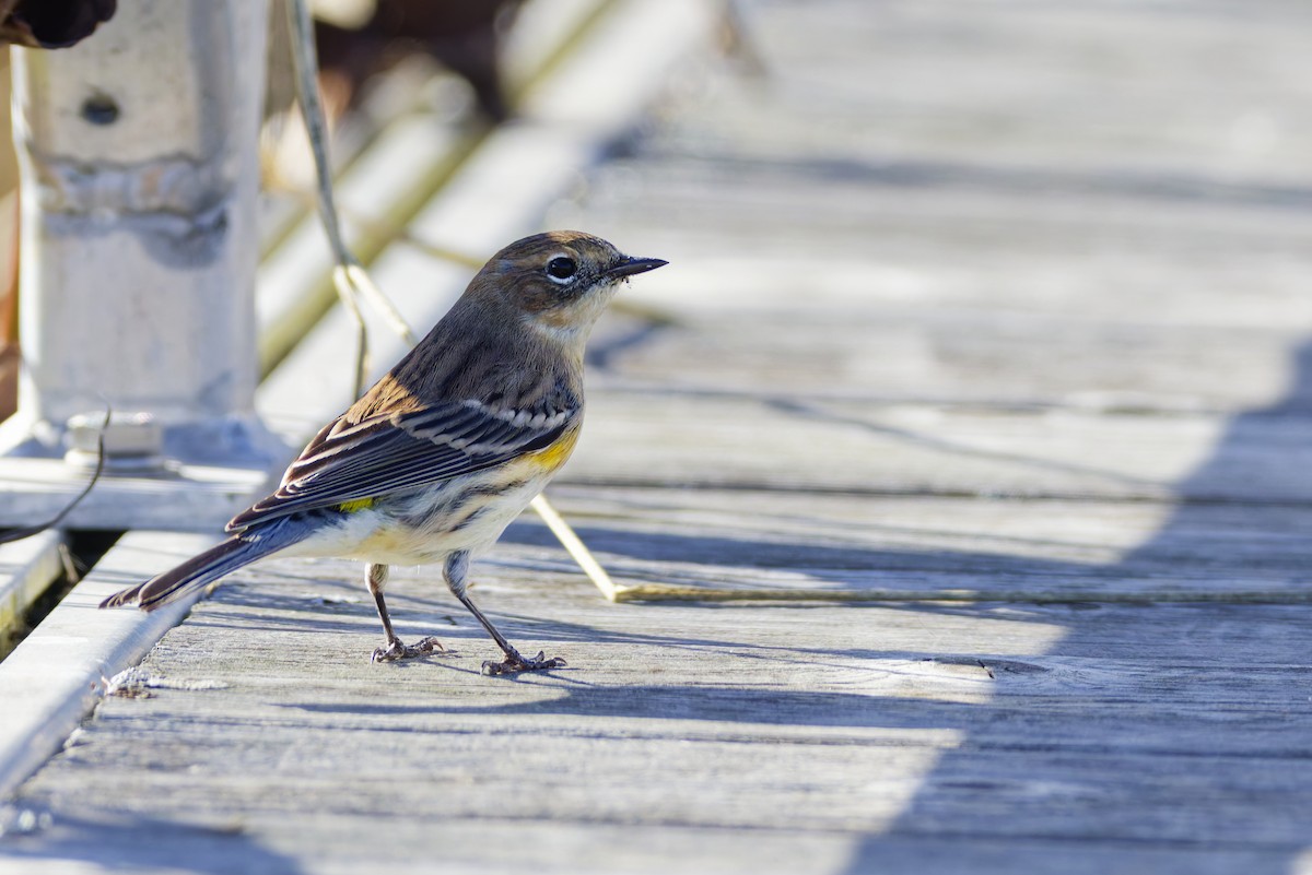 Yellow-rumped Warbler - ML645087614