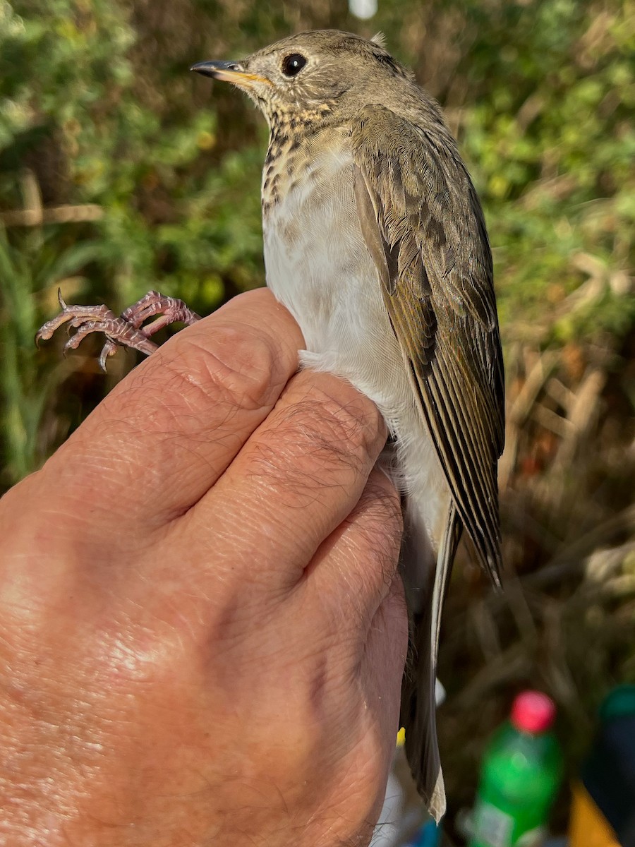 Малый дрозд - ML645087617