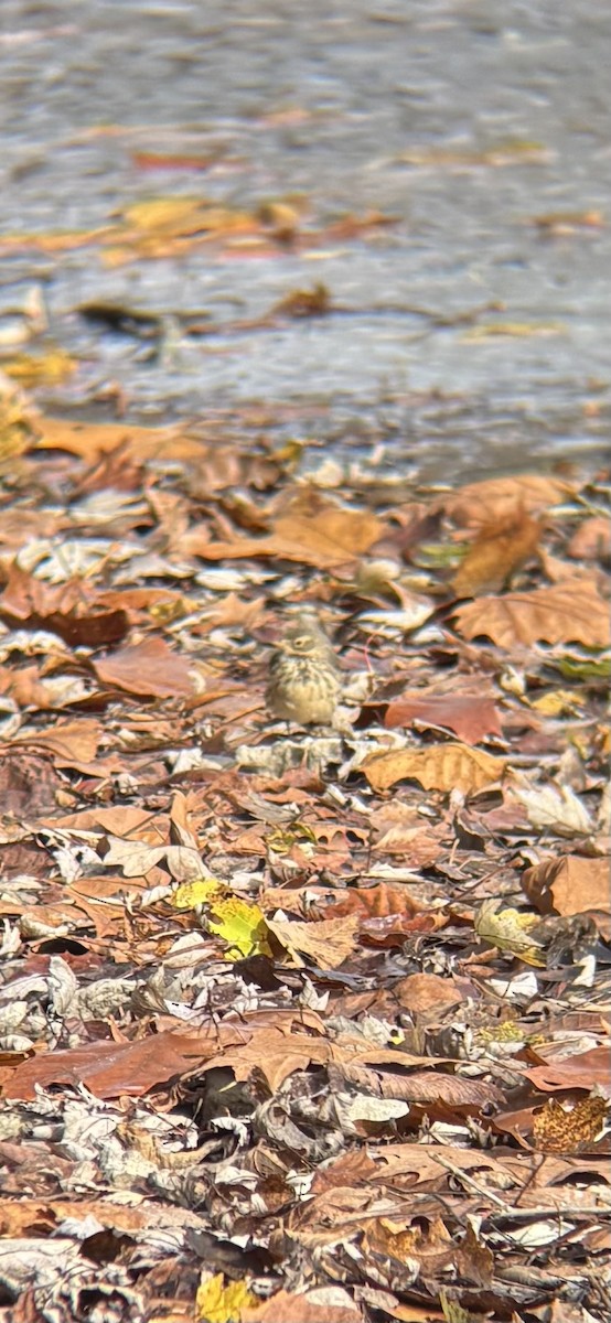 linduška tundrová - ML645087628