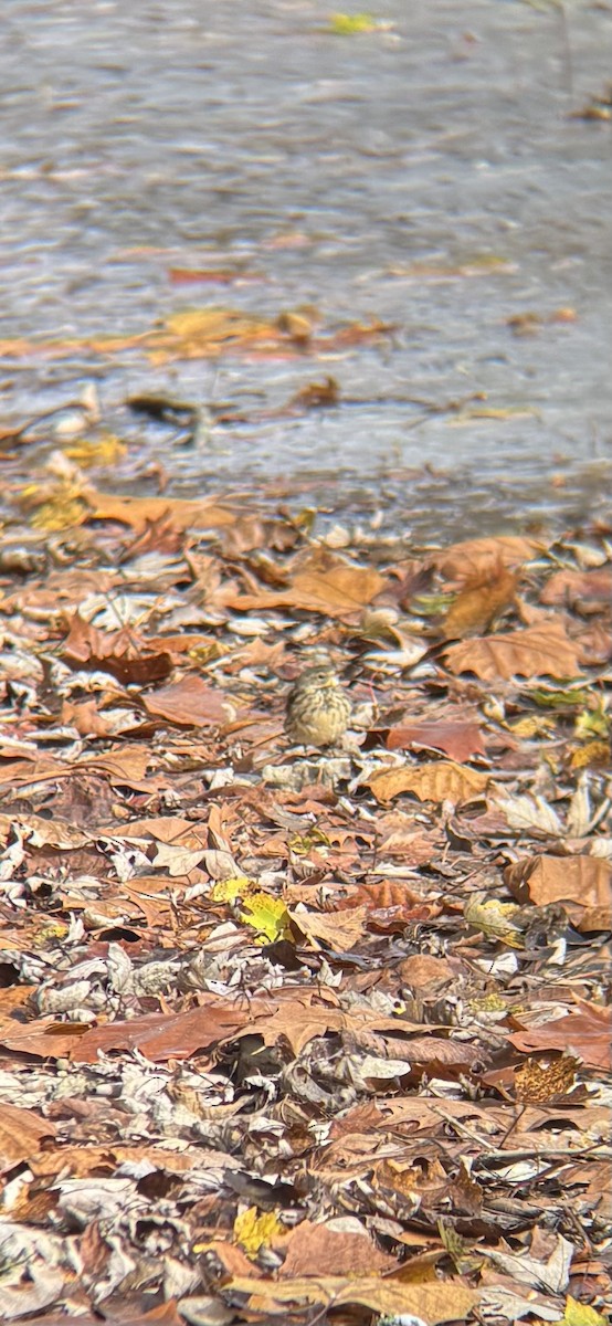 linduška tundrová - ML645087629